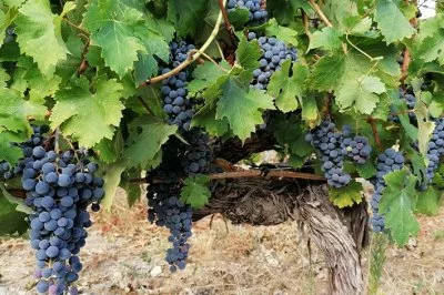 Main image of Domaine Souviou (Côtes de Provence, Bandol)