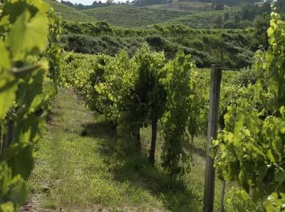 Hauptbild von Quinta de São João Batista (Tejo)