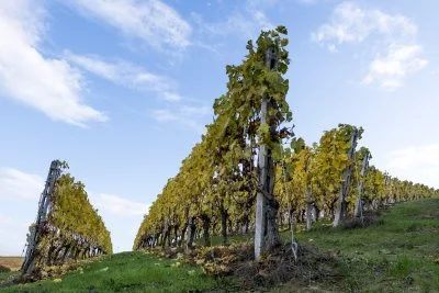 Image principale de Alessandro Mo Winery (Langhe, Moscato d'Asti, Barbaresco, Collines d'Asti)