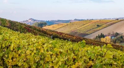 Immagine principale di Alessandro Mo Winery (Langhe, Moscato d'Asti, Barbaresco, Colline Astigiane)