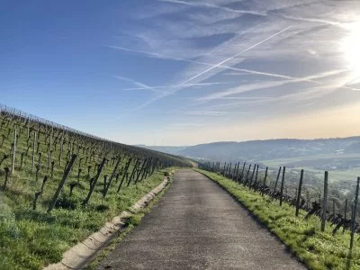 Main image of Weingut Poth (Baden, Tauber Franconia, Taubertal Wine Land, Romantic Road)