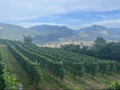 Immagine principale di FEUDO CASTEL BAZOM