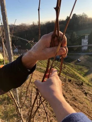 Immagine principale di Antonio Vallana
