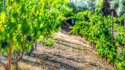 Imagen principal de Celler Devinssi (Priorat, Catalonia)