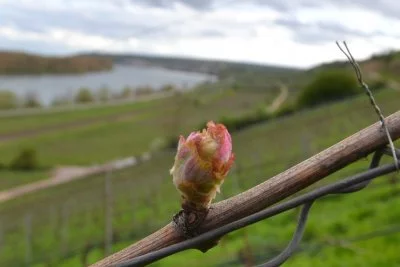 Immagine principale di Gunderloch