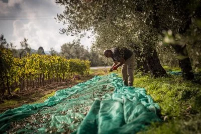 Immagine principale di Tenuta Campo al Signore (Bolgheri, Maremma, Costa degli Etruschi)