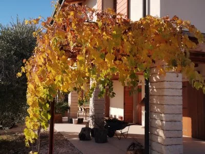 Hauptbild von CAVARENA (Valpolicella, Amarone, Valpolicella Classica)