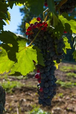 Imagen principal de Valvirginio (Chianti, Colinas de Florencia, Val d'Elsa)