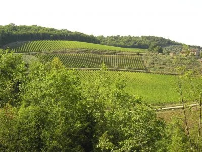 Main image of Podere Le Cinciole (Chianti, Chianti Classico)