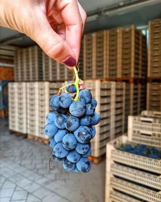 Imagen principal de Azienda Agricola Cristina Murari (Valpolicella, Amarone, Valpolicella Clásica)