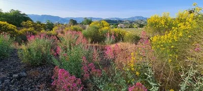 Immagine principale di Casale 120 winery (Etna)