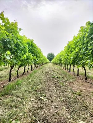 Imagen principal de Cantina Casa Tione