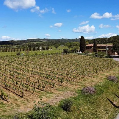 Main image of Azienda Caprili (Montalcino, Val d'Orcia, Crete Senesi)
