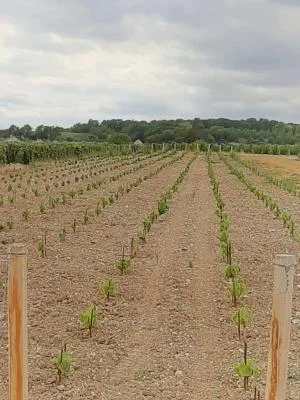 Imagen principal de Champagne NAUDET et Fils (Champán, Montaña de Reims)