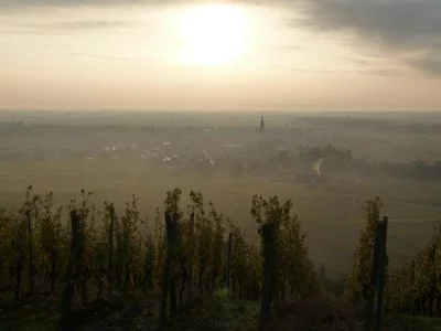 Image principale de ALSACE FREY-SOHLER (Alsace, Coeur d'Alsace)