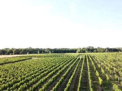 Imagen principal de Château Lapourcaud (Burdeos, Blaye, Côtes-de-bordeaux)