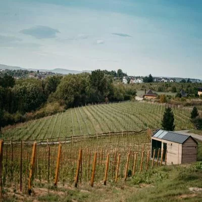 Immagine principale di GRAMMA WINES (Colline moldave)