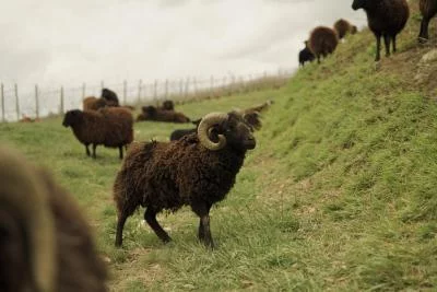 Imagen principal de Champagne Harlin Père et Fils