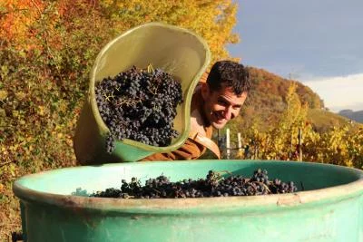 Imagen principal de Weingut Florin (Suiza alemana, Schaffhausen, Klettgau, Stein am Rhein)