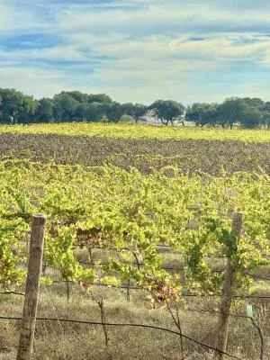 Main image of PistaWines