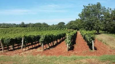 Immagine principale di SOSICH WINES (Istria)