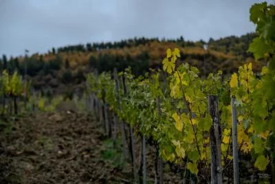 Immagine principale di PRINCIPE DELLE BACCANTI