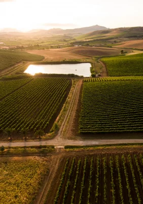 Imagen principal de Sallier de la Tour (Colinas de Alcamo)