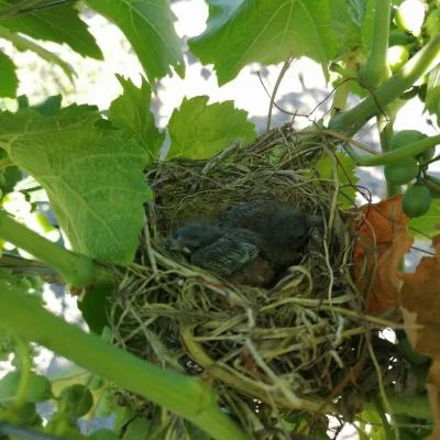 Main image of Barone G.R. Macri'