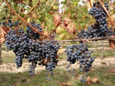 Main image of SCEA Château Brande-Bergère