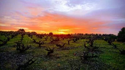 Main image of Bodegas y Viñedos Garay (Huelva, Condado de Huelva)