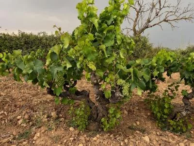 Immagine principale di Joan Bada vins de vinyes úniques (Catalonia, Terra Alta)