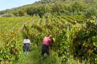 Main image of TENUTA LUNGARELLA - POLI