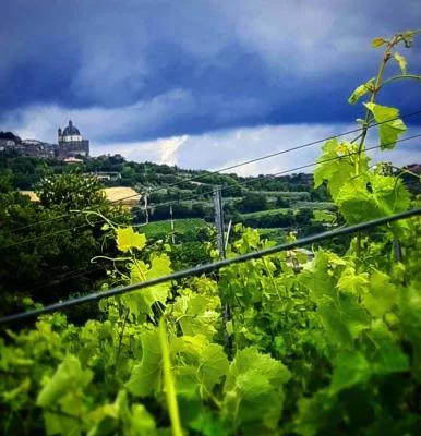 Immagine principale di Poggio Bbaranèllo - Vignaioli Controvento (Lago di Bolsena, Tuscia)