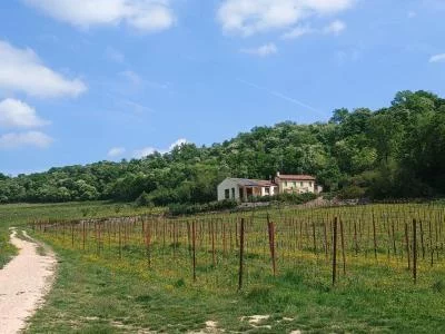 Main image of Selmin Enrico (Euganean hills)