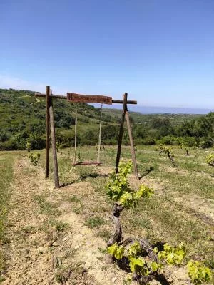 Main image of hajacorteziawines (Colares, Lisboa)