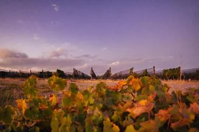 Hauptbild von Bodega Raffy Familia Zanchetta (Mendoza, Valle de Uco GI)