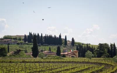 Imagen principal de BRUNELLI WINERY - AMARONE SINCE 1936 (Valpolicella, Amarone, Valpolicella Clásica)