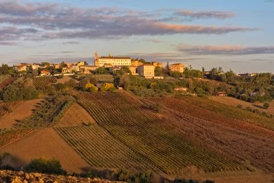 Main image of Marotti Campi - Vitivinicoltori Azienda Agricola Giovanni E 