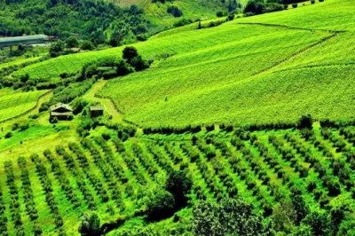 Main image of Tenuta De Angelis