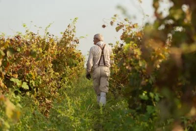 Main image of Agricole Vallone